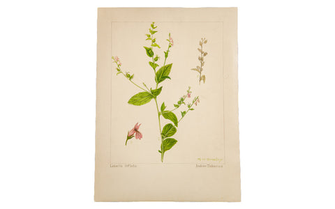 Indian Tobacco Botanical Watercolor R.H. Greeley // ONH Item 1378