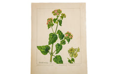 Heartleaf Umbrella-Wort Botanical Watercolor R.H. Greeley // ONH Item 1381