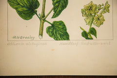 Heartleaf Umbrella-Wort Botanical Watercolor R.H. Greeley // ONH Item 1381 Image 3