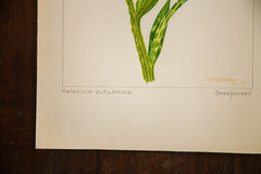 Sneezeweed Botanical Watercolor R.H. Greeley // ONH Item 1385 Image 3