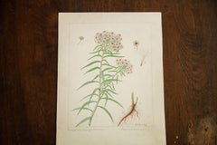 Pearly Everlasting Botanical Watercolor R.H. Greeley // ONH Item 1386 Image 2