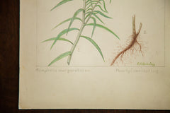 Pearly Everlasting Botanical Watercolor R.H. Greeley // ONH Item 1386 Image 3
