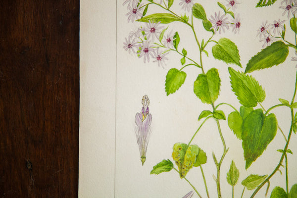 Heart-Leaved Aster Botanical Watercolor R.H. Greeley // ONH Item 1390 Image 1