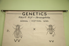 Vintage 1941 Minimilistic Fly Science Chart // ONH Item 1437 Image 1