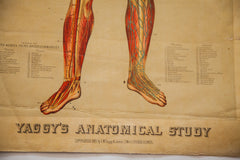 Antique 19th Century Anatomical Chart Yaggy's Muscle Skeleton Man // ONH Item 1802 Image 3
