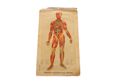 Antique 19th Century Anatomical Chart Yaggy's Muscle Skeleton Man // ONH Item 1802