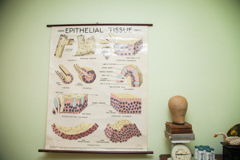 Vintage 1960's Epithelial Tissue Pulldown Anatomy Chart // ONH Item 1811