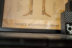 19th Century Skeleton Chart Framed // ONH Item 1881 Image 6