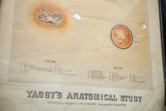 19th Century Yaggy's Anatomical Chart of the Brain // ONH Item 1882 Image 4