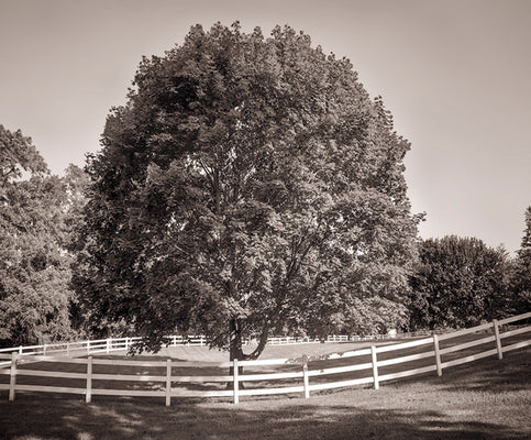 Dilmaghani Black and White Photograph, Fenced Tree, NY