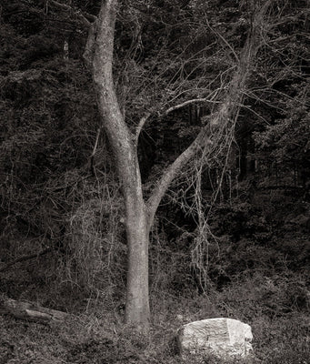 Dilmaghani Black and White Photograph, Dream Tree and Glowing Rock, Audubon, CT