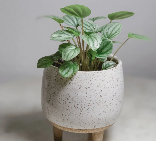 Tiny Ceramic Tripod Planter // ONH Item 11858