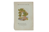 Antique M.T. Ross lithograph of two children as water cresses from a circa 1914 book page.