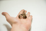 Vintage African bronze snake ring held in hand for scale.