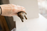 Vintage African porcupine sculpture held in hand to demonstrate its scale and detailed carving.