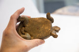 Underside of the vintage tortoise sculpture showing its textured, handmade form.