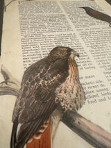 Lillian Shad art detail of mottled reddish-brown tail feathers on vintage paper.