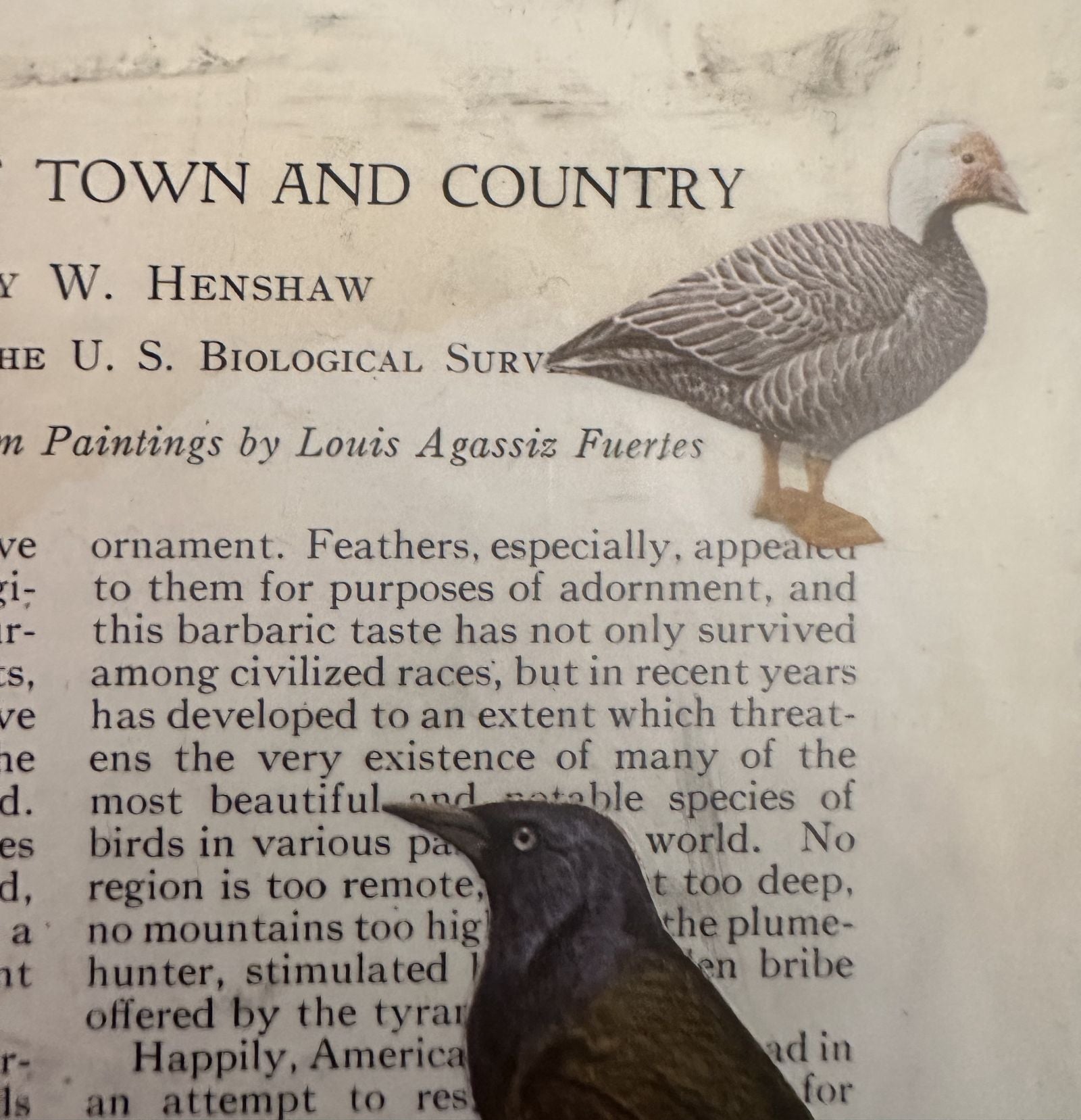 Lillian Shad "Town and Country" collage detail: layered gray and dark bird over vintage text.