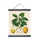 Antique Reproduction Pull Down Chart of Lemon, detailed botanical illustration.
