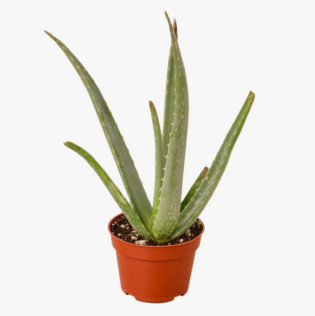 Aloe Vera 4" Plant // ONH Item 11903