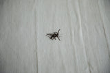 A decorative dark goat's wool yarn tuft resembling a spider on the plain-weave hemp kilim.