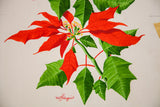 Red W. Homquist signature on the lower left of the poinsettia watercolor.