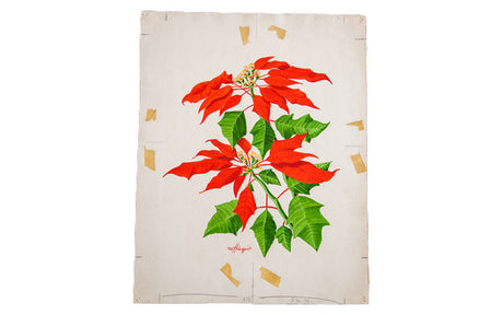 Brilliant Poinsettia Watercolor // ONH Item 1327