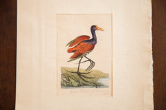 18th Century Hand Colored Chestnut Jacona // ONH Item 1336 Image 1