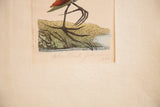 Chestnut Jacona hand-colored engraving, featuring 'R.N.' signature, 1790 pencil title, dark bird's feet.