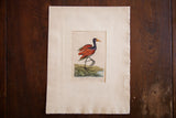 Lower right corner detail of the hand-colored Chestnut Jacona print with legible 1790 date.