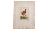 Vivid 18th Century Chestnut Jacona hand-colored engraving of a purple and red bird.