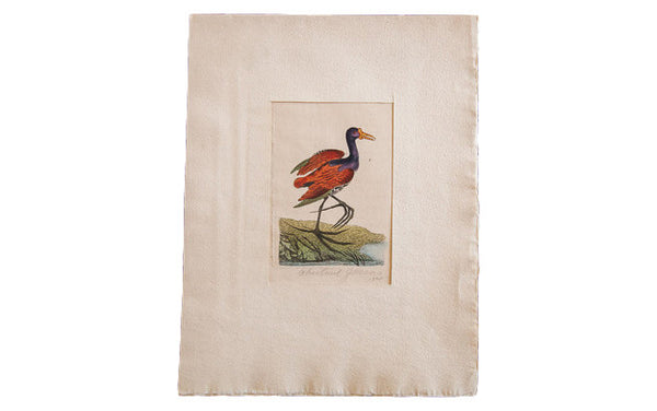 18th Century Hand Colored Chestnut Jacona // ONH Item 1336