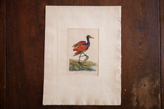 18th Century Hand Colored Chestnut Jacona // ONH Item 1336 Image 4