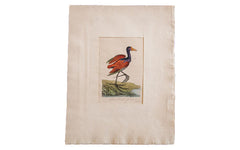 18th Century Hand Colored Chestnut Jacona // ONH Item 1336