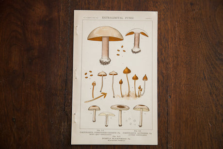 Vintage Mushrooms Extralimital Fungi Plate Z // ONH Item 1349