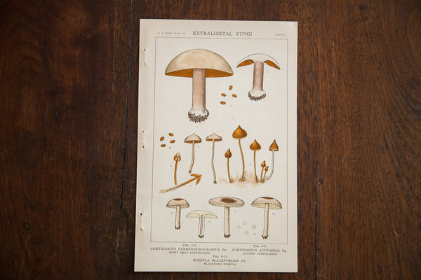 Vintage Mushrooms Extralimital Fungi Plate Z // ONH Item 1349