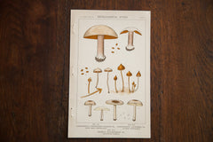 Vintage Mushrooms Extralimital Fungi Plate Z // ONH Item 1349