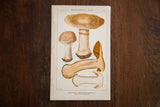 Vintage Extralimital Fungi lithograph, Rusty Gray Cotinarius, earthy brown, gray, terra cotta.