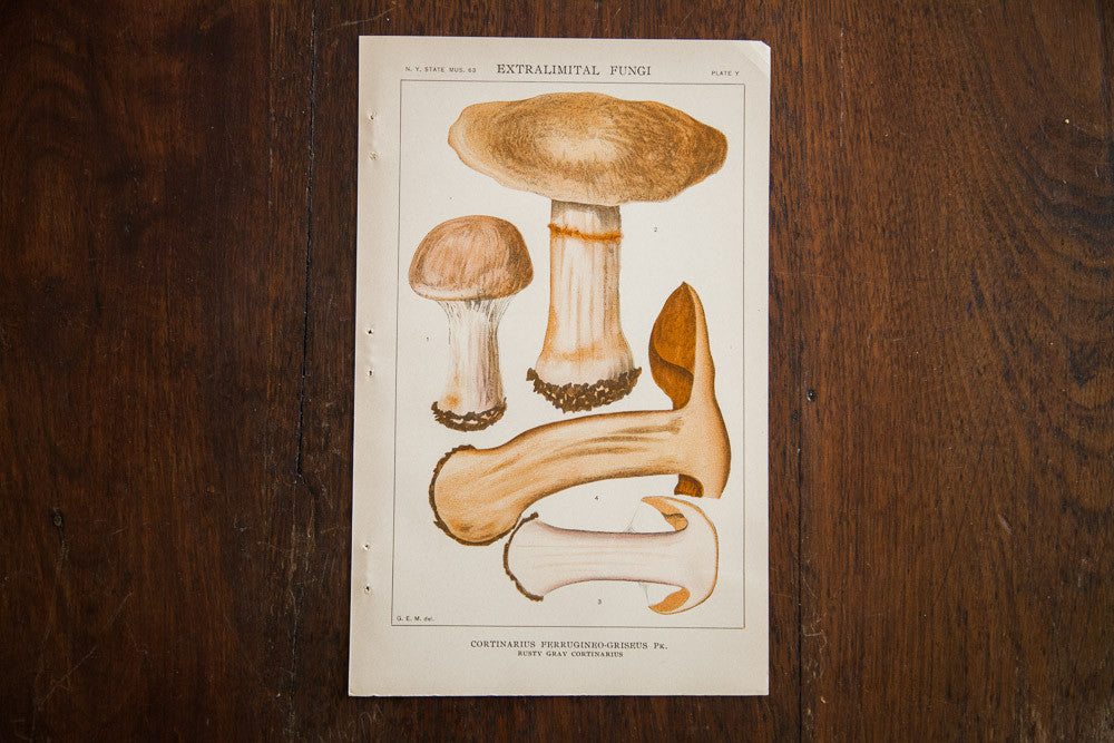 Vintage Mushroom Extralimital Fungi Plate Y // ONH Item 1350