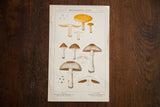 Antique Extralimital Fungi Plate X lithograph, detailed mushroom illustrations in earthy tones.