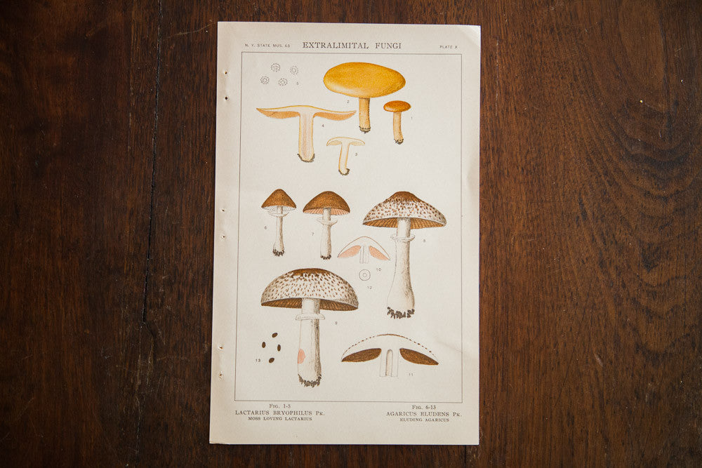 Vintage Mushrooms Extralimital Fungi Plate X // ONH Item 1351