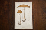 Antique color lithograph of Morris Amanita mushrooms in earthy brown and gray.
