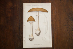 Vintage Mushroom Extralimital Fungi Plate W // ONH Item 1352