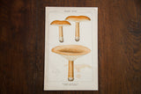 Vintage Edible Fungi Plate 118, Watery Milk Lactarius lithograph with earthy orange, brown, beige.