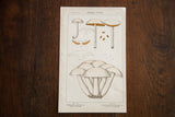 Antique Edible Fungi Plate 117 color lithograph with detailed beige and orange mushroom illustrations.