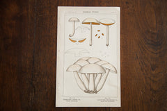 Vintage Mushrooms Edible Fungi Plate 117 // ONH Item 1354