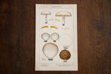 Vintage antique edible fungi color lithograph, Plate 121, depicting mushroom illustrations in earthy tones.