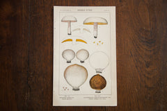 Vintage Mushrooms Edible Fungi Plate 121 // ONH Item 1355