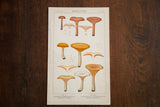 Antique Edible Fungi Plate 122 color lithograph, earthy beige, yellow, and rose mushrooms.