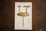 Antique late 19th century color lithograph, Edible Fungi Plate 123, with Sooty Lactarius mushrooms in earthy tones.